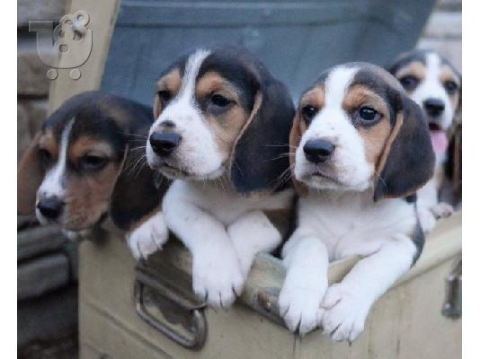 Πανέμορφα εγγεγραμμένα κουτάβια Beagle Kc